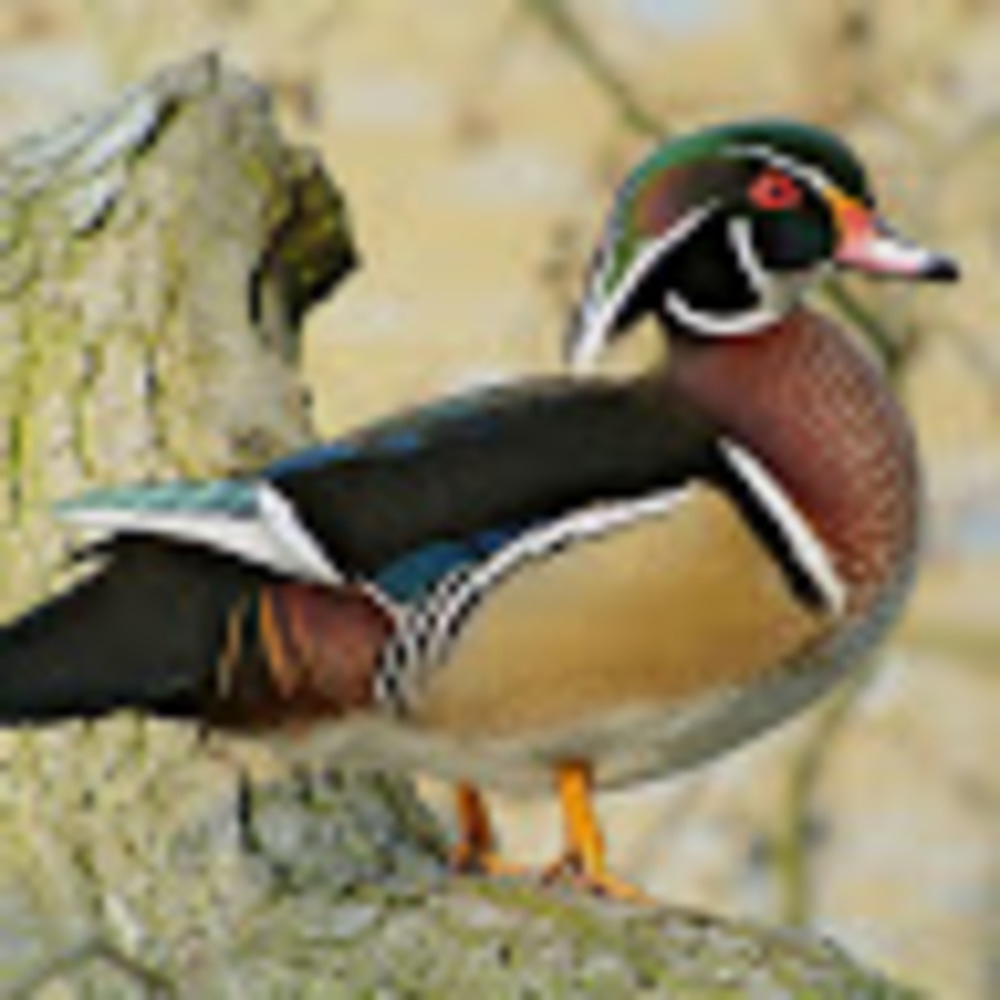 Meet your Posher, Les